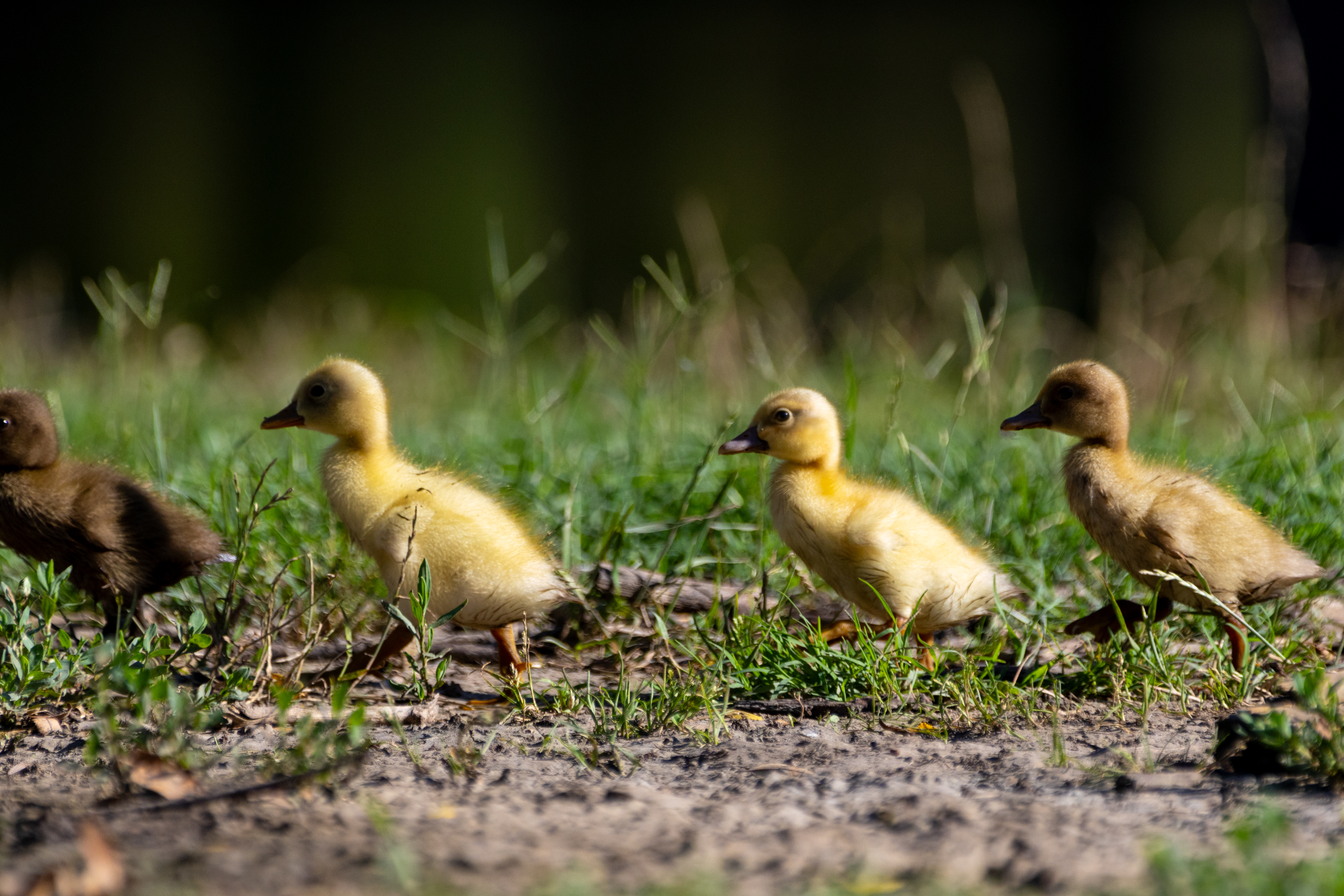 Row of baby ducks