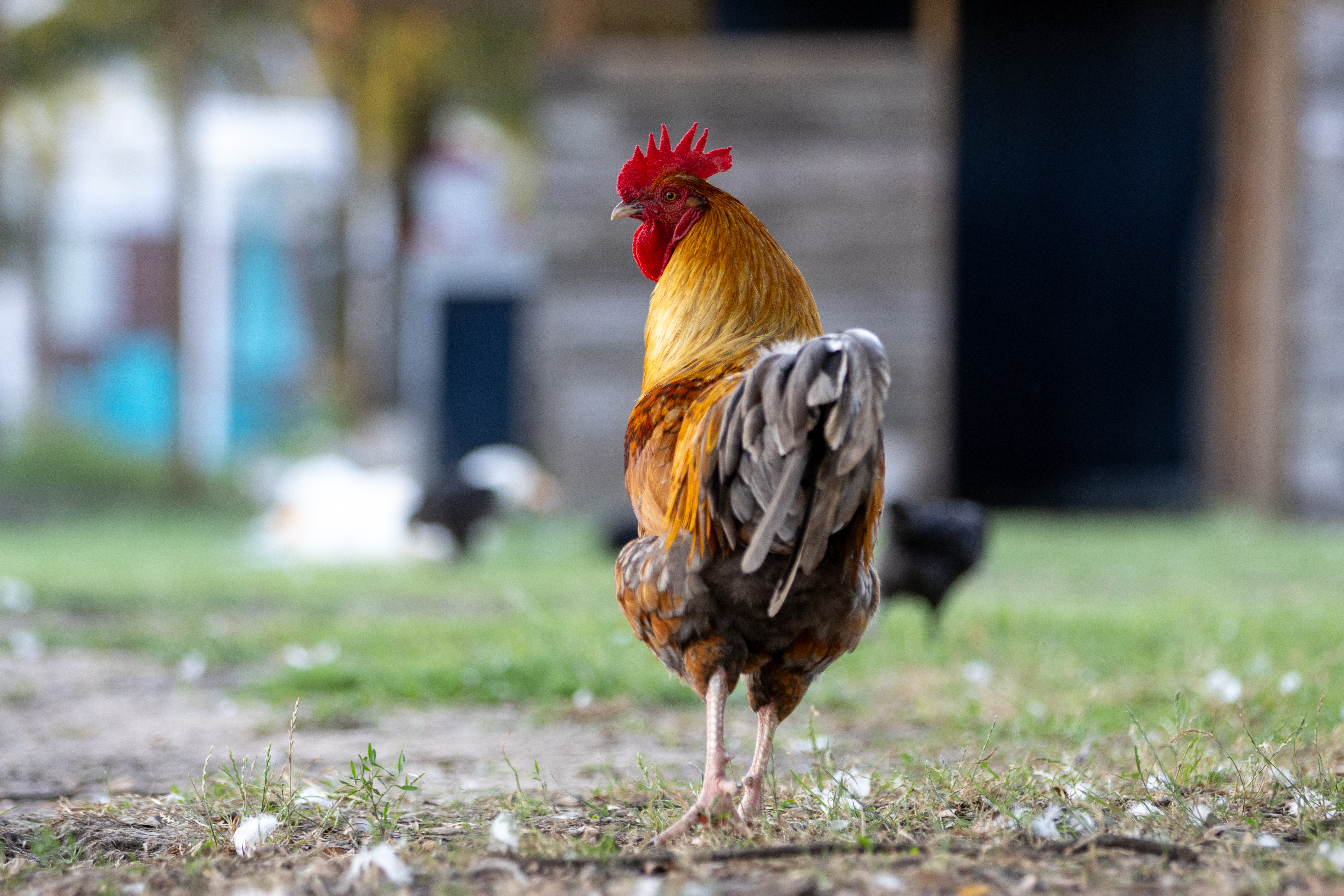 Farm photo export-6(1)